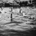 0219, PW 117,  15 Jun 1951, Boys swimming in Wenning