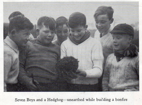 0343, JR aw aka C53 24D, 3 Nov 1952, Seven Boys and a Hedgehog